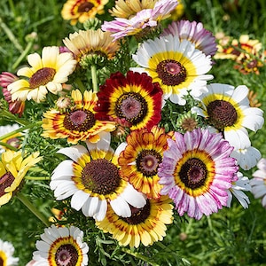 Painted Daisy Chrysanthemum Flower Seeds - Open-Pollinated for Seed Saving - Non-Hybrid & Non-GMO - Heirloom Canada Flower Seeds