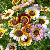 Painted Daisy Chrysanthemum Flower Seeds - Open-Pollinated for Seed Saving - Non-Hybrid & Non-GMO - Heirloom Canada Flower Seeds