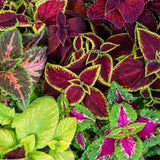 Rainbow Mix Coleus Flower Seeds - Open-Pollinated for Seed Saving - Non-Hybrid & Non-GMO - Heirloom Canada Flower Seeds