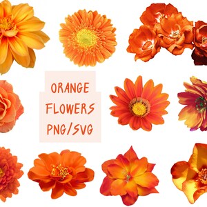 Orange flower clip art set with assorted blooms, PNG/SVG style