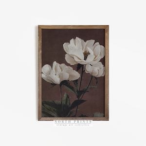 Framed vintage botanical print with white flowers on dark background