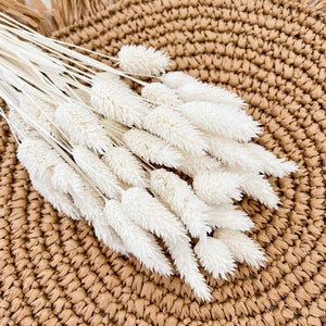 White dried phalaris stems, fluffy textured bunch for dried flower decor.