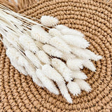 White Dried Phalaris aka Textured Bunny Tails, Canary Grass, Dried Grass, Dried Flowers, Wedding Decor, DIY