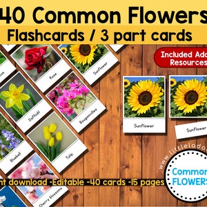Printable flower flashcards, 3-part cards with common blooms and matching name labels