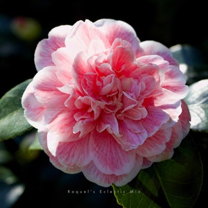 Pink camellia flower fine art print, close-up with soft petals and green leaves