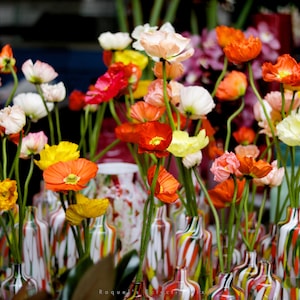 Colorful poppies and wildflowers close-up on stems, high-resolution art print.