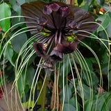 BLACK BAT FLOWER Ð Tacca chantrieri X 10 seeds