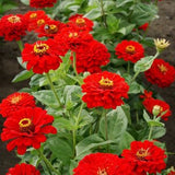 Cherry Queen Zinnia Flower Seeds - Open-Pollinated for Seed Saving - Non-Hybrid & Non-GMO - Heirloom Canada Flower Seeds