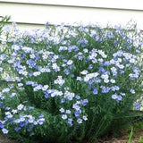 Blue Flax - Linum Perenne - Flower Seeds - Open-Pollinated for Seed Saving - Non-Hybrid & Non-GMO - Heirloom Canada Flower Seeds