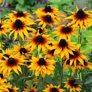 Gloriosa Daisy Rudbeckia Flower Seeds - Open-Pollinated for Seed Saving - Non-Hybrid & Non-GMO - Heirloom Canada Flower Seeds