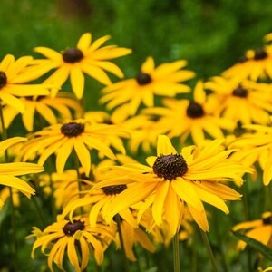 Black Eyed Susan - Rudbeckia Flower Seeds - Open-Pollinated for Seed Saving - Non-Hybrid & Non-GMO - Heirloom Canada Flower Seeds