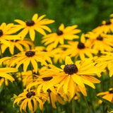 Black Eyed Susan - Rudbeckia Flower Seeds - Open-Pollinated for Seed Saving - Non-Hybrid & Non-GMO - Heirloom Canada Flower Seeds