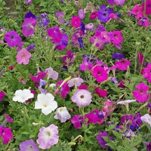 Dwaf Mix Petunia Flower Seeds - Open-Pollinated for Seed Saving - Non-Hybrid & Non-GMO - Heirloom Canada Flower Seeds