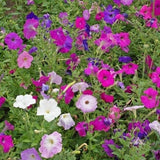 Dwaf Mix Petunia Flower Seeds - Open-Pollinated for Seed Saving - Non-Hybrid & Non-GMO - Heirloom Canada Flower Seeds