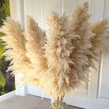 TALL PAMPAS GRASS 2-4ft | Grand Sale | Boho Home Decor | Wedding Decorations | Floral Arranging | Pampas Bouquet | Boho Wedding