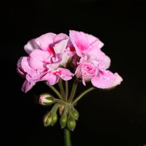 Pink geranium flower with clustered blooms on a stem