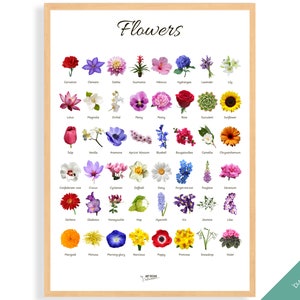 Flowers educational poster with colorful botanical illustrations and “Flowers” header