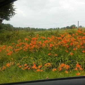 Orange daylily flowers growing in a field