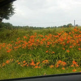 Orange daylily flowers growing in a field