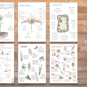 Botanical poster set with plant and flower diagrams and labels on white sheets