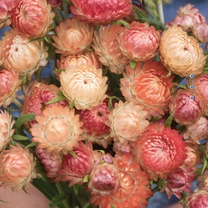 Apricot Peach Strawflower Seeds, Strawflowers, Straw Flower, 50 Seeds // Open Pollinated, Non-GMO, Bracteantha bracteata