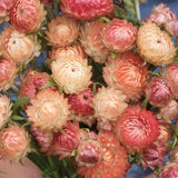Apricot Peach Strawflower Seeds, Strawflowers, Straw Flower, 50 Seeds // Open Pollinated, Non-GMO, Bracteantha bracteata