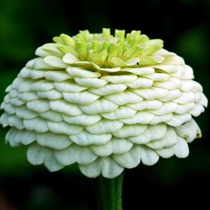 Zinnia - 20 Polar Bear Zinnias Flower Plant Seeds, White Flower Seeds, Annual Flower Seed