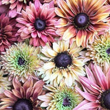 Sahara Rubeckia Mix Flower Seeds /  Flower Seeds / Rudbeckia hirta / Multi Color /(#60)/ 25+ seeds