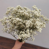Bulk Natural Preserved Baby's Breath Gypsophila