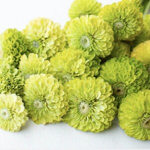 Benary's Giant Zinnia Flower Seeds / Lime Green Zinnia Seeds / Easy to Grow Garden Flower / Flower Seeds /(#38)B / 20+ seeds