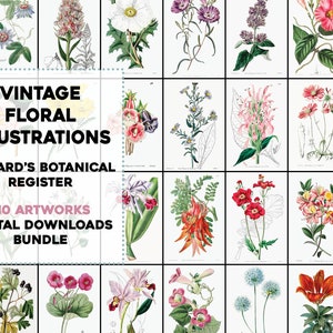 Botanical illustration print set with vintage flower and leaf plates, multiple designs