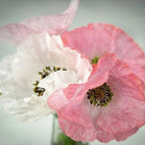 Mother of Pearl Poppy Seeds / Papaver rhoeas / Shirley Poppy Seeds / Delicate Lovely Flower / Cottage Garden Flower / (#S11)-B / 50+ seeds