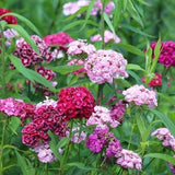 Sweet William Double Mixture Flower Seeds - Open-Pollinated for Seed Saving - Non-Hybrid & Non-GMO - Heirloom Canada Flower Seeds