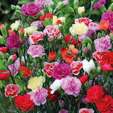 Carnation Flower Organic Seeds, 25+ Count Mixed Color Carnation Flower Seeds, Carnation Flower Seed for Pot and Garden, Heirloom