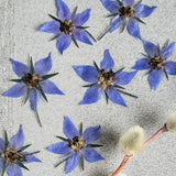 EDIBLE Flowers for cake decorating, baking, cocktail garnish, resin jewelry, crafts, floral art, scrapbook, Blue Borage - 20ea
