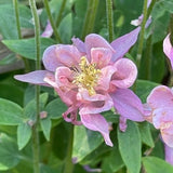 Giant double pink Columbine SEEDS  attracts Butterflies Bees Pollinators cut flowers bouquet Dizzy Bees Urban Food garden