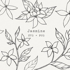 Jasmine Flower SVG, Jasmine Botanical Illustration for Commercial Use, Cut File for Cricut, Silhouette, Simple Line Art, Tattoo, Plant