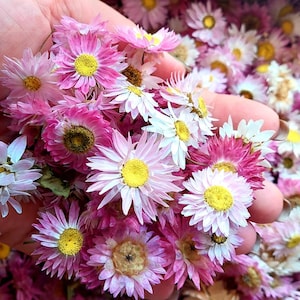 Handheld dried flower bouquet with pink and white daisy blooms and yellow centers