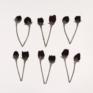 Pressed dark tiny crabapple buds with stems for resin, crafts, journal, scrapbooking (12 pcs)