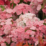 Tall florist type Dianthus Barbatus Flower Seeds-Newport pink l Coral Pink Sweet William l Charming Long Lasting BloomI free delivery