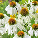White Swan Echinacea Flower Seeds - Open-Pollinated for Seed Saving - Non-Hybrid & Non-GMO - Heirloom Canada Flower Seeds