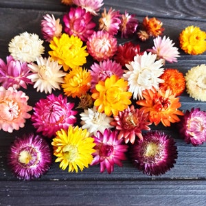 Dried strawflower heads bundle in pink, purple, yellow, and white for crafts