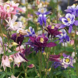Dwarf Mix Columbine Flower Seeds - Open-Pollinated for Seed Saving - Non-Hybrid & Non-GMO - Heirloom Canada Flower Seeds