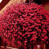 50 Seeds Red Color Dangling Lobelia Flower Seeds, Lobelia Pendula, Heirloom