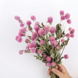 Dry Gomphrena flower bunch with small pink globe blooms and green stems