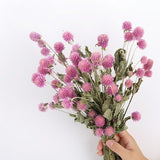 natural pink/ white  Gomphrena flowers bunch,dry Gomphrena flowers   ,diy  craft supply ,flowers  for  vase, bouquet_wreath_wedding decor