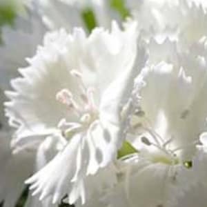 Tall florist type Dianthus Barbatus Flower Seeds-Dianthus Barbatus Alba l White Sweet William l Charming Long Lasting Bloom l free delivery