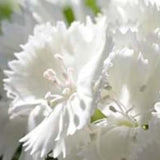Tall florist type Dianthus Barbatus Flower Seeds-Dianthus Barbatus Alba l White Sweet William l Charming Long Lasting Bloom l free delivery