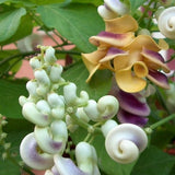 Vigna Caracalla - Corkscrew Vine Flower - Snail Flower - 3 Seeds