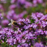 Creeping Thyme Seeds, Perennial Seeds, Flower Seeds